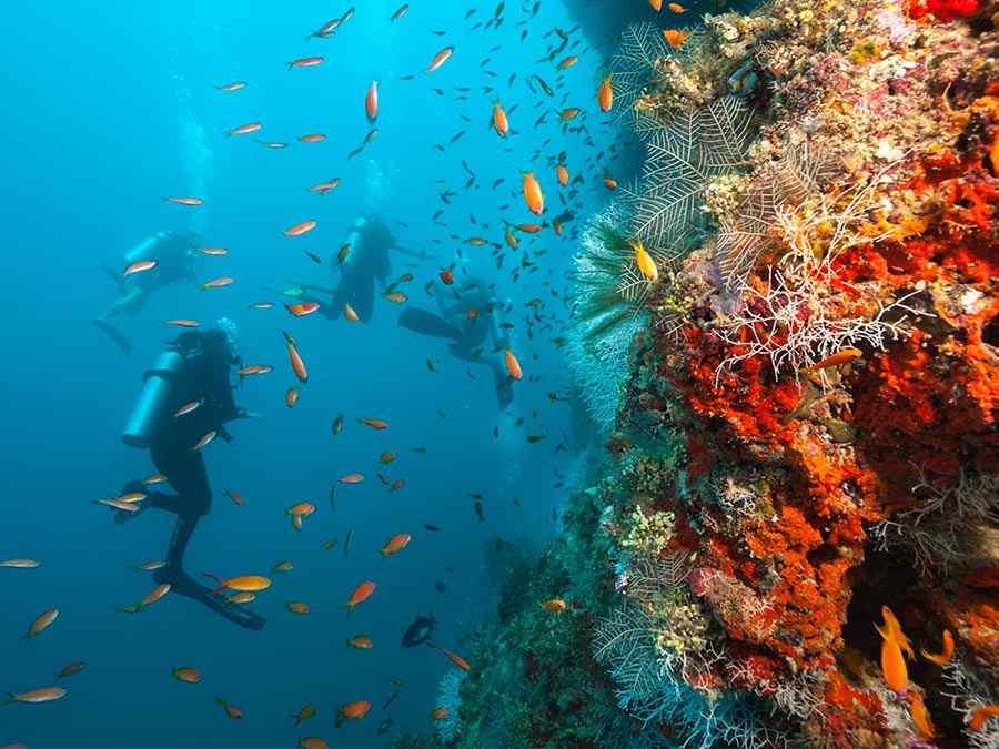 Diving, The Maldives