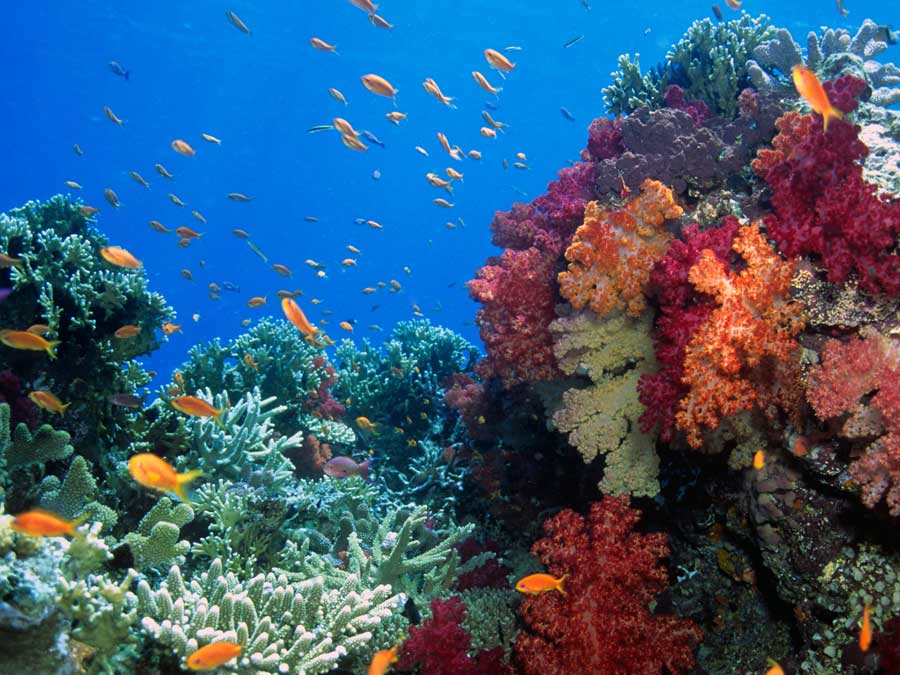 Underwater life in Fiji