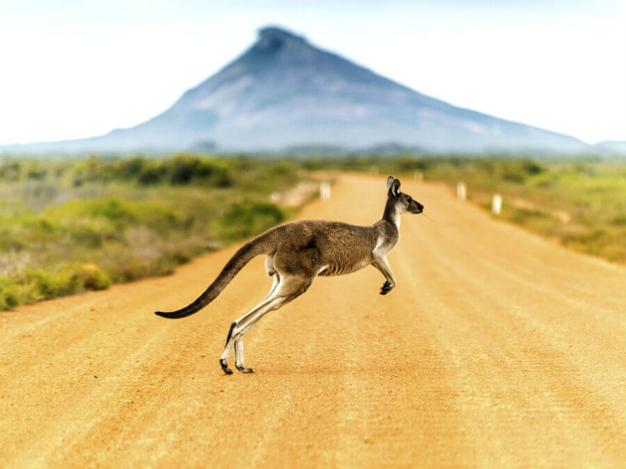 Kangaroo crossing the road