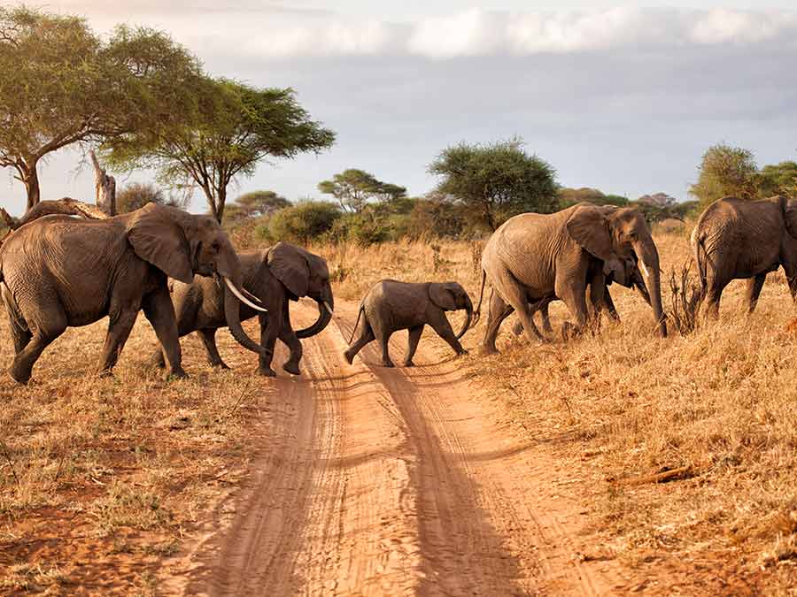 A group of elephants crossing