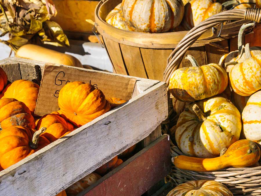 Pumpkins at a local farmers market