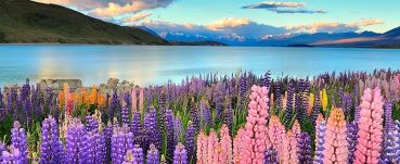 Flowers by Tekapo