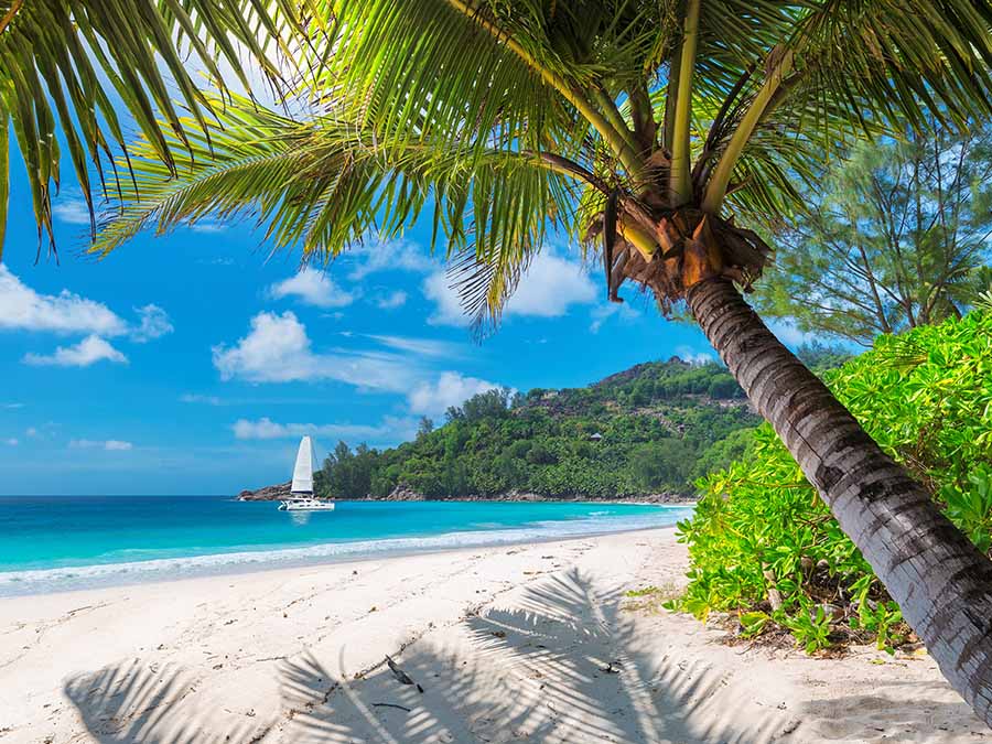 Coconut trees on the beach in Fiji