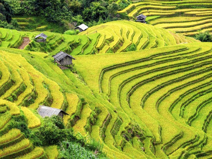 rice fields in the philippines