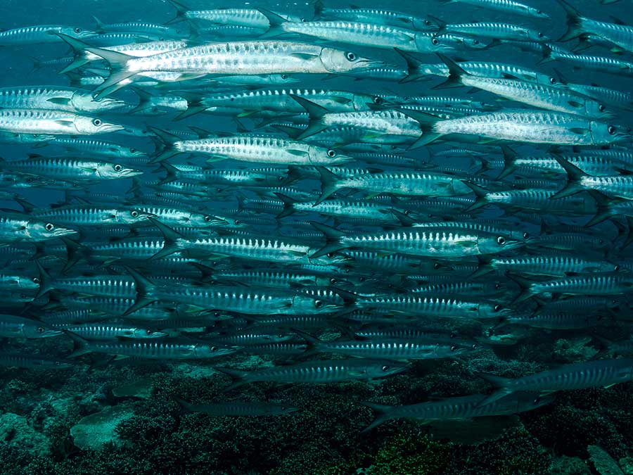 Barracuda Point, Sipadan Island, Malaysia