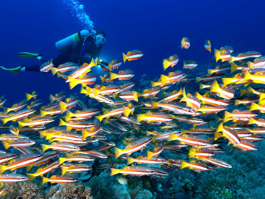 Blue Corner Wall, Palau, Micronesia