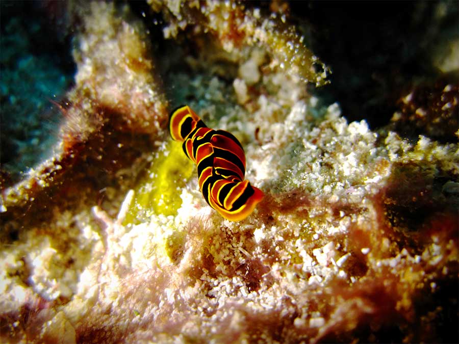 The Mantra Resort, Zanzibar, Tanzania