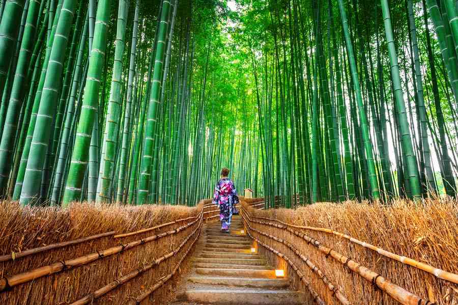 woman wearing japanese traditional clothing walking through a bamboo forest in Kyoto, Japan