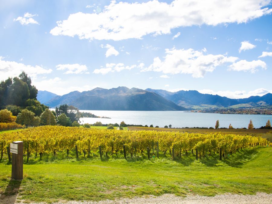 A view of the Vineyard with a lake in the background in New Zealand.