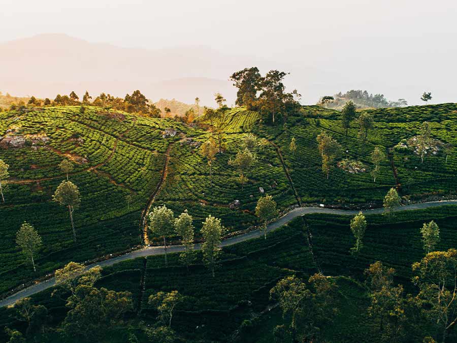 Tea plantation in Sri Lanka