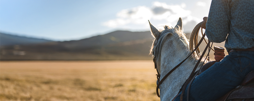 Person sitting on horse
