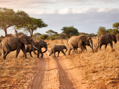 Elephants crossing